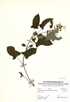 藏品(黃花鼠尾草)的圖片